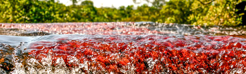 caño cristales