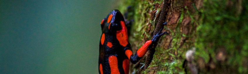nuqui